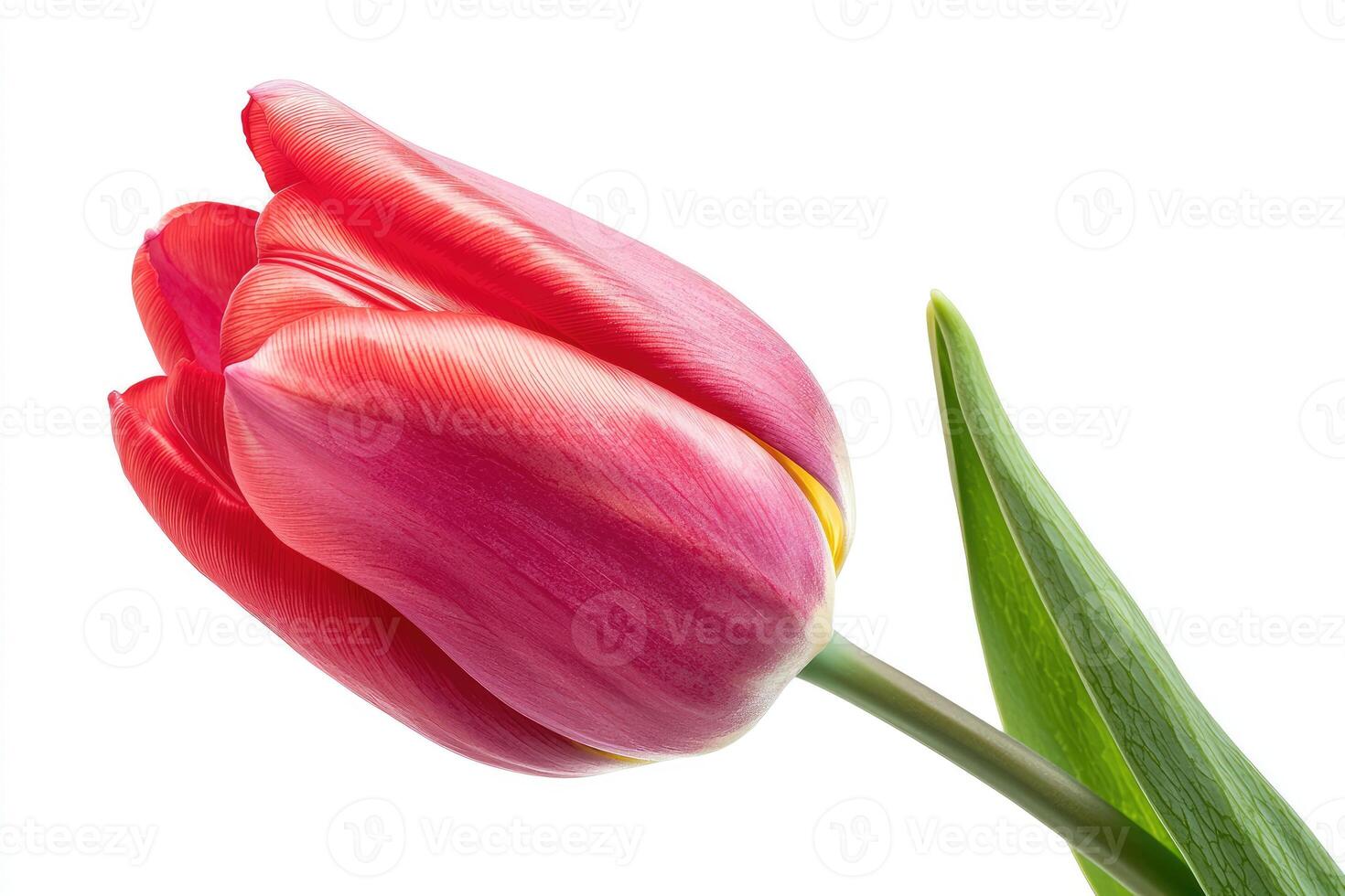A Close Up Shot of a Single Red Tulip Flower photo