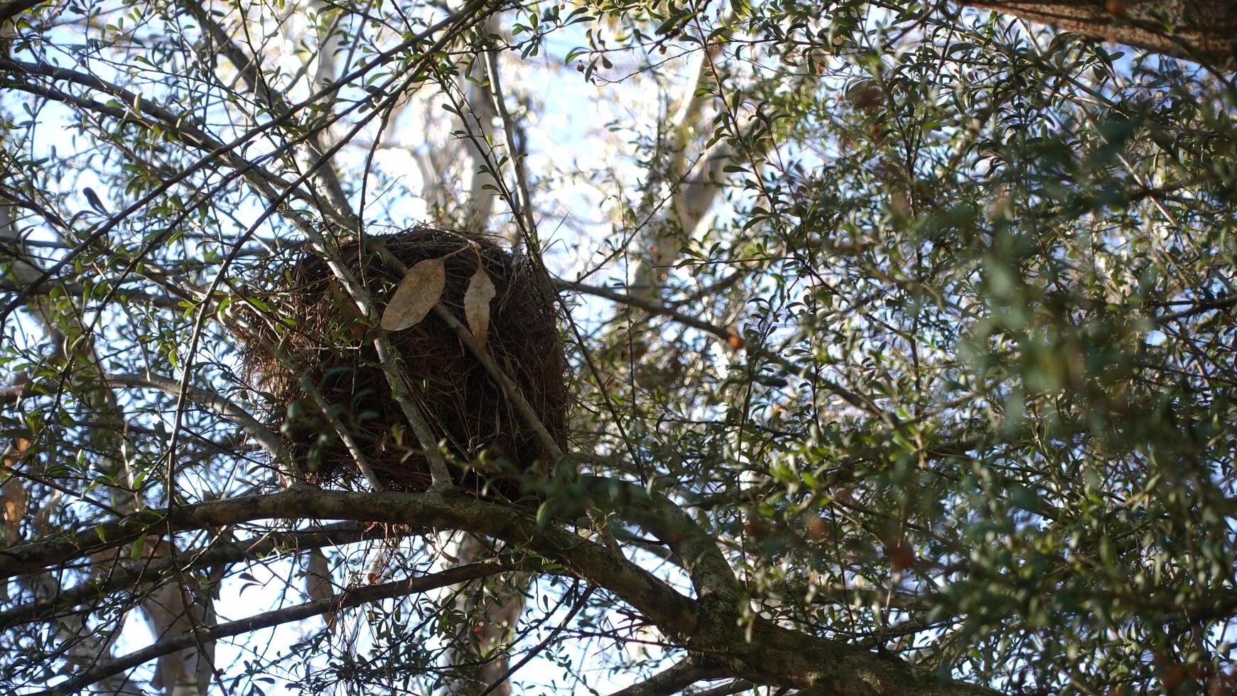 Wattlebird nest constructed significantly from twigs and small branches with a cup shape at Australia forest photo