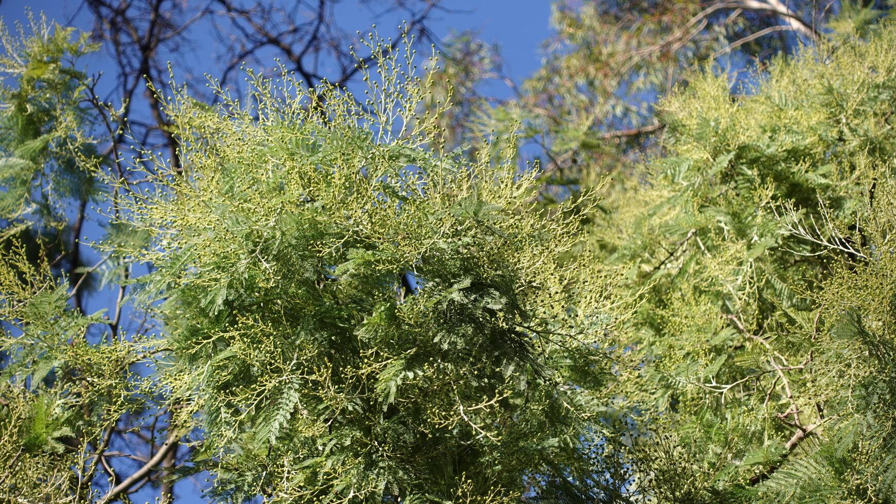Acacia boormanii commonly called Snowy River Wattle, is a species of flowering plant, bushy shrub with narrowly linear to narrowly lance-shaped grows in woodland Victoria, Australia photo