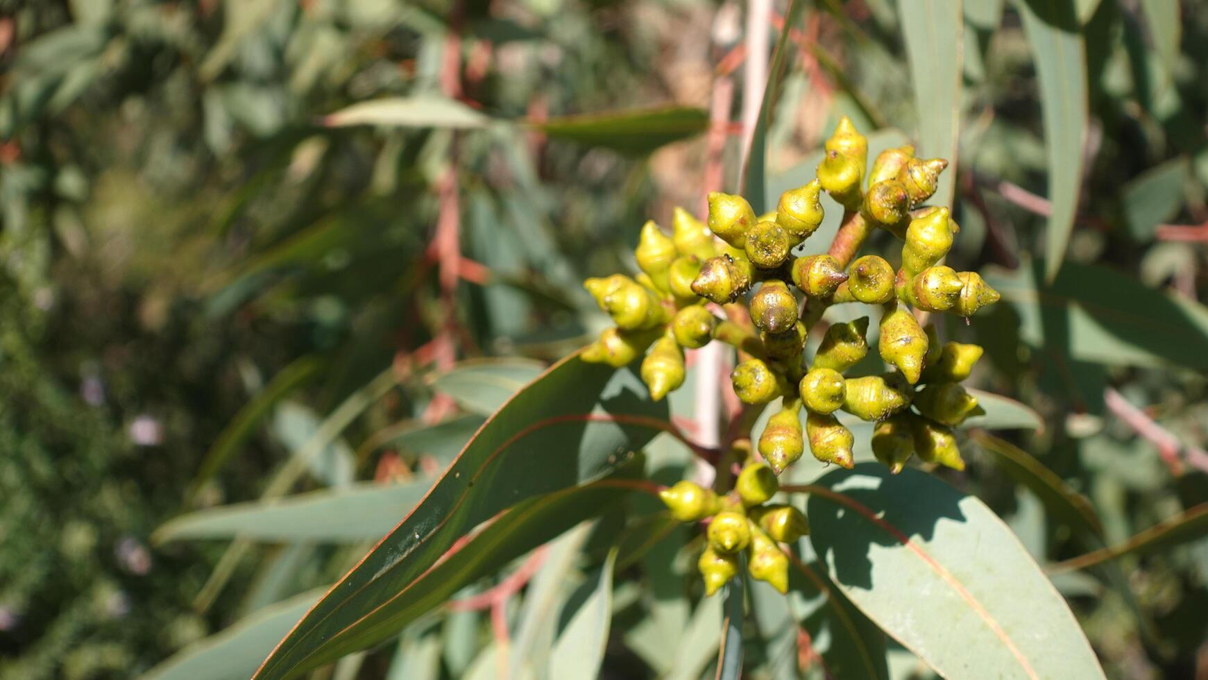 Eucalyptus curtisii Plunkett Mallee, It is endemic to Queensland, Australia, grows in dry sclerophyll forest, woodland and shrub land. photo