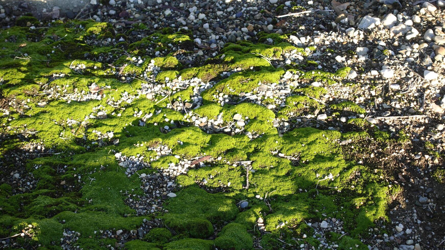 Green mosses and algae plants growing on the ground Australia, badly drained and compacted sections of the lawn and garden. photo