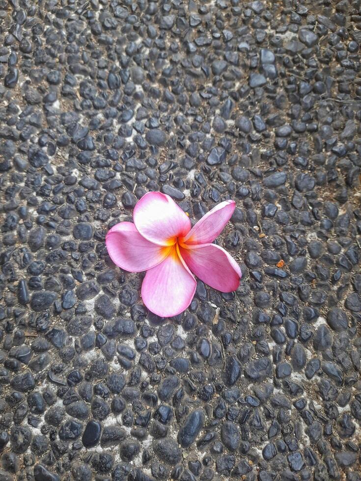 A vibrant pink frangipani flower lies on a dark textured stone pavement, creating a striking contrast between the soft petals and the rough background photo