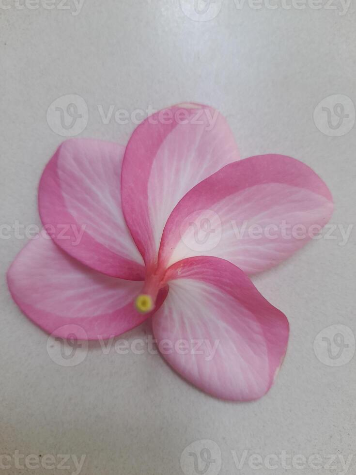 A beautiful pink and white flower with five soft petals arranged in a circular pattern, placed on a light gray surface, creating a clean and elegant composition. photo