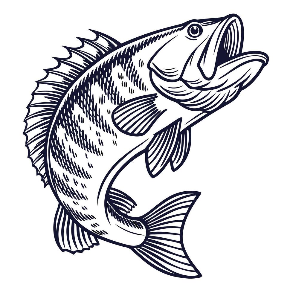 Jumping largemouth bass fish outline graphic illustration isolated aquatic wildlife artwork vector