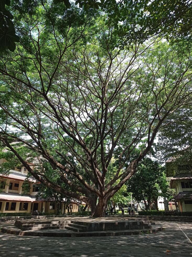 Grand Shade Tree in Courtyard photo