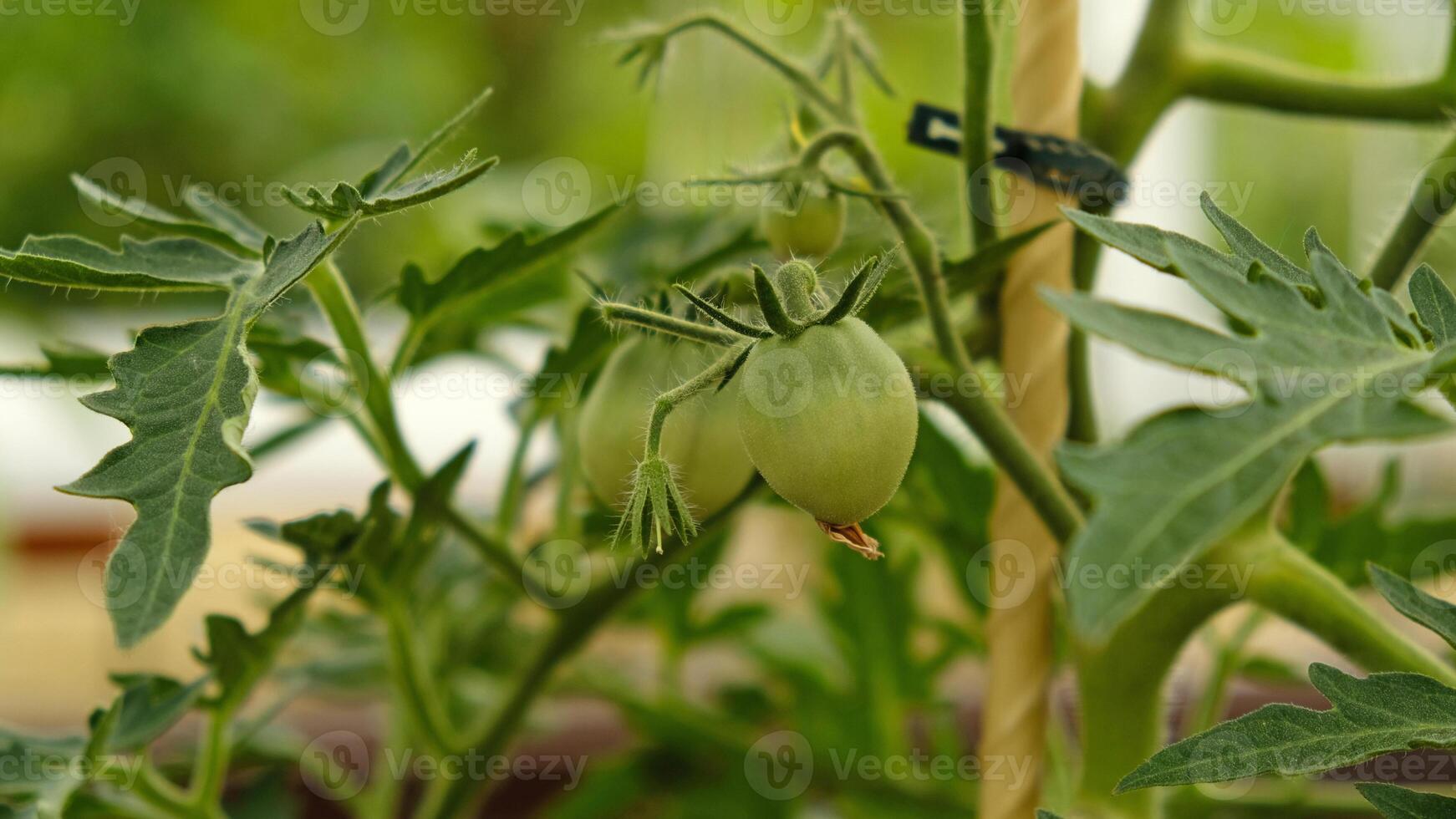 Growing cherry tomatoes. Green unripe fruits on tomato branch in greenhouse. Flowering and fruiting of plant. The concept of agricultural plants, blooming, harvesting, gardening photo