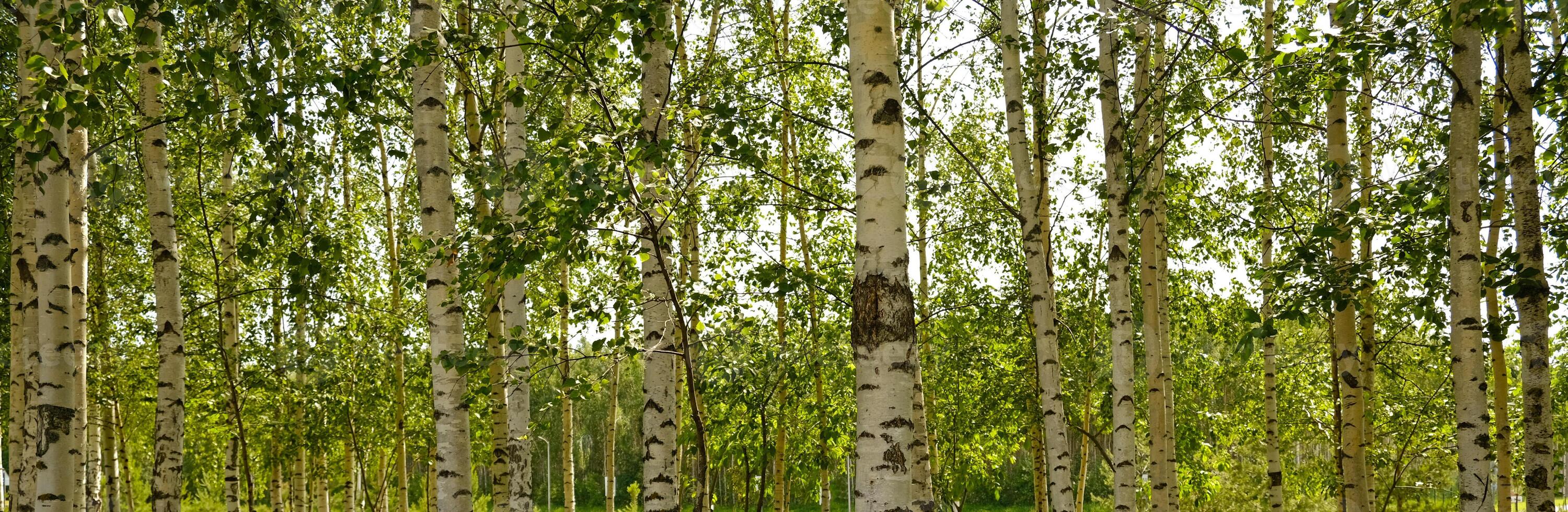 Bright birch forest with slender white trunks and vibrant green leaves. Sunlight softly filters through the foliage. Peaceful, natural atmosphere. Panorama, banner photo