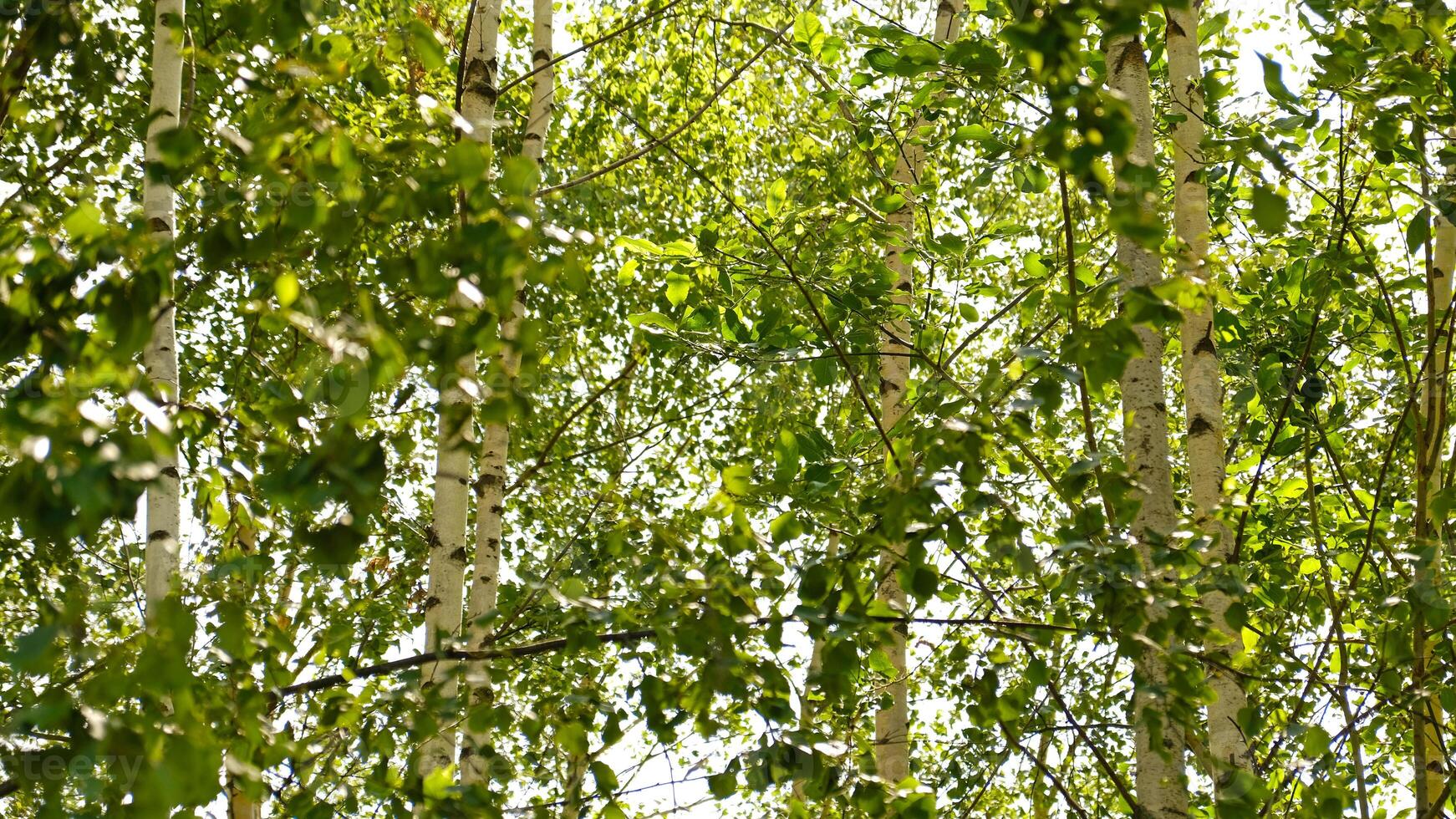 Blurred birch leaves. Sunlight filters through lush green birch leaves with soft bokeh effect. Fresh atmosphere of birch grove in spring or early summer, showcasing natures calm and leafy texture. photo