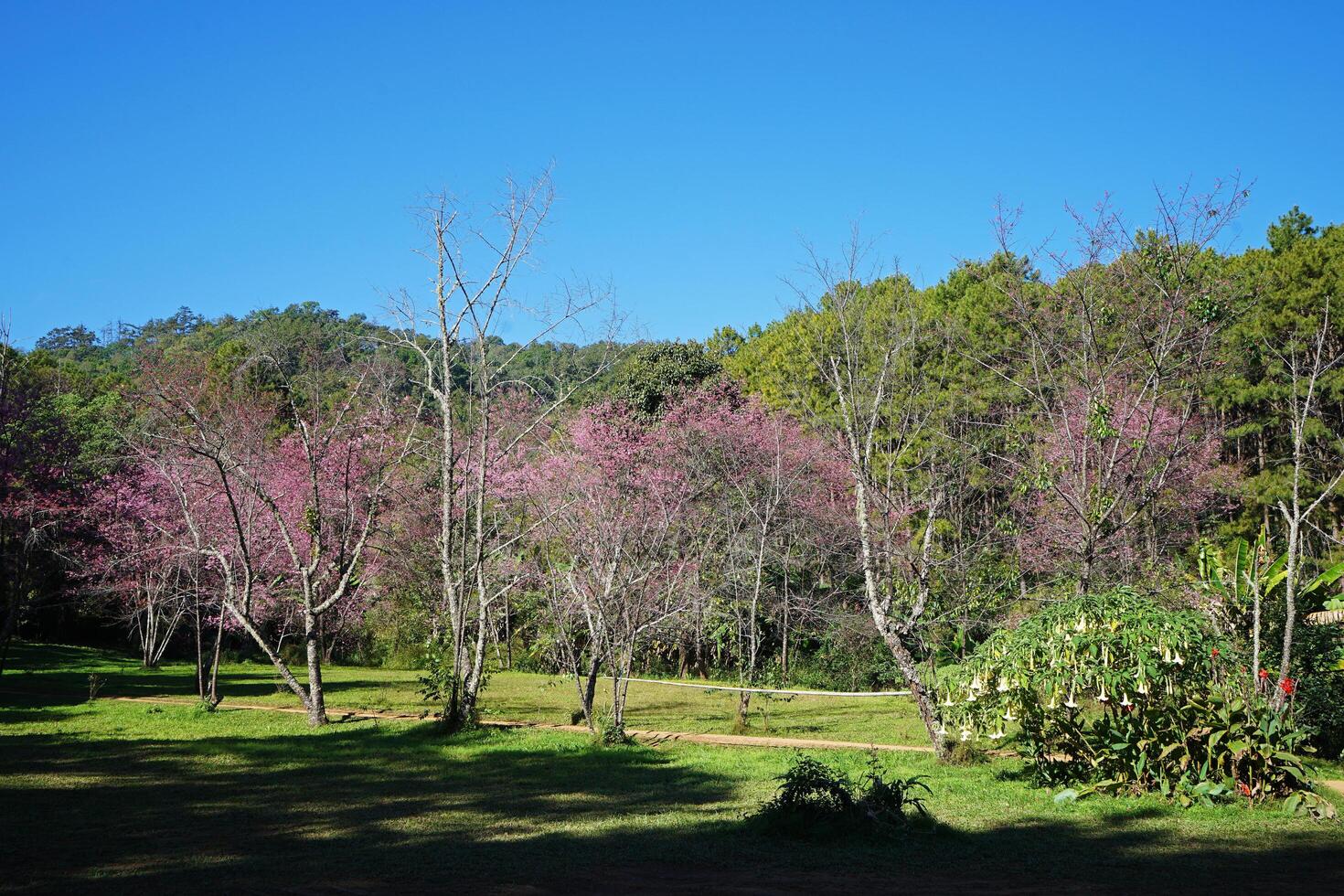 Natural landscape of blooming pink Cherry Blossom tree with clear blue sky photo