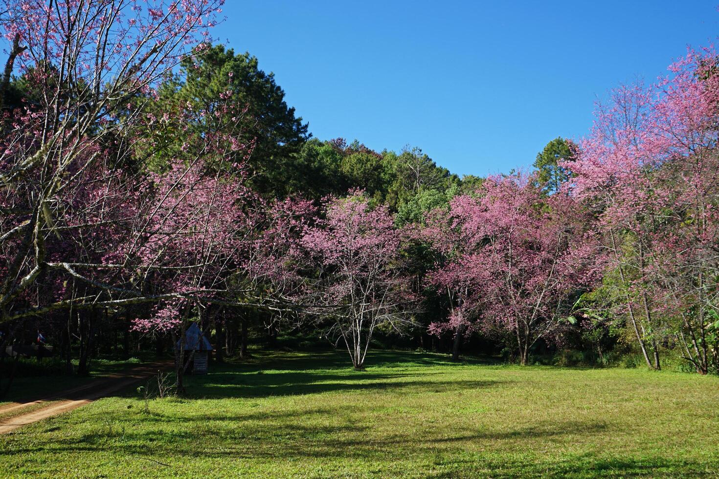 Natural landscape of blooming pink Cherry Blossom tree and green grass with cloudy blue sky photo