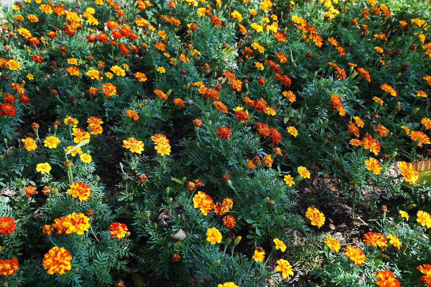 Yellow and orange blooming flower plant in natural green park photo