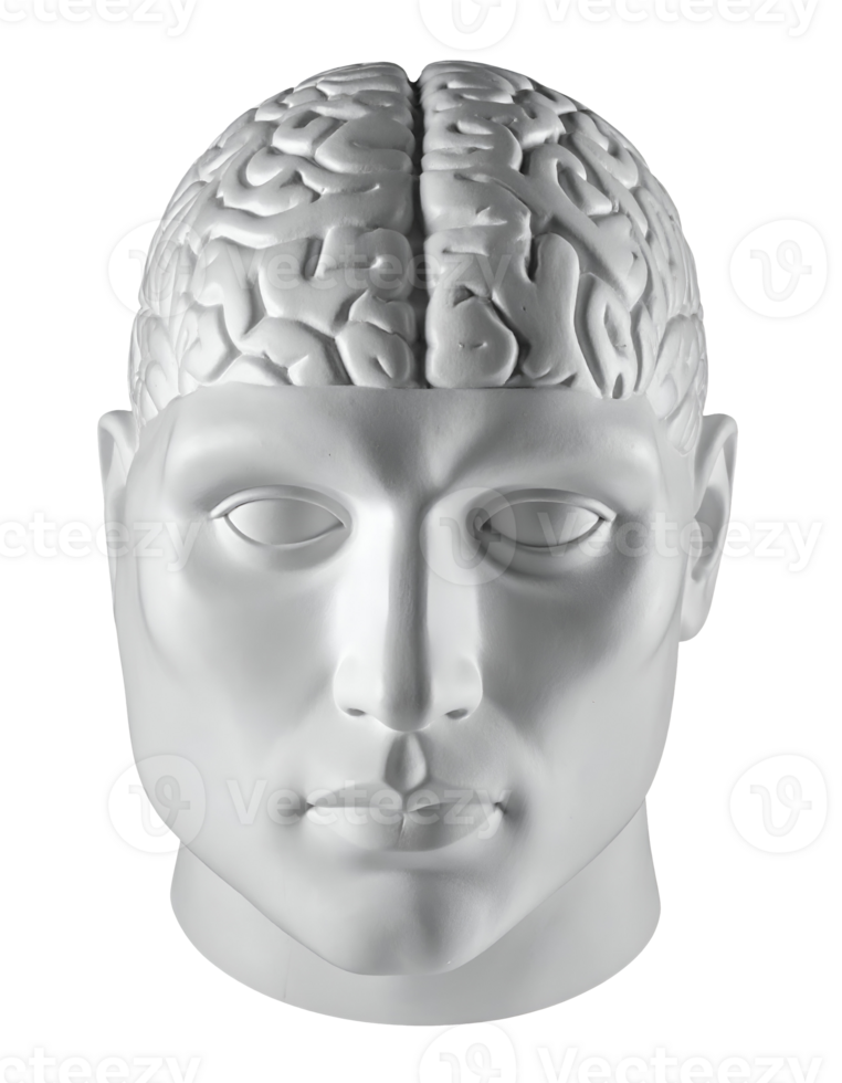 realistic white anatomical human head with exposed brain sculpture 3d rendered on isolated background for medical education, neuroscience and creative concept design png