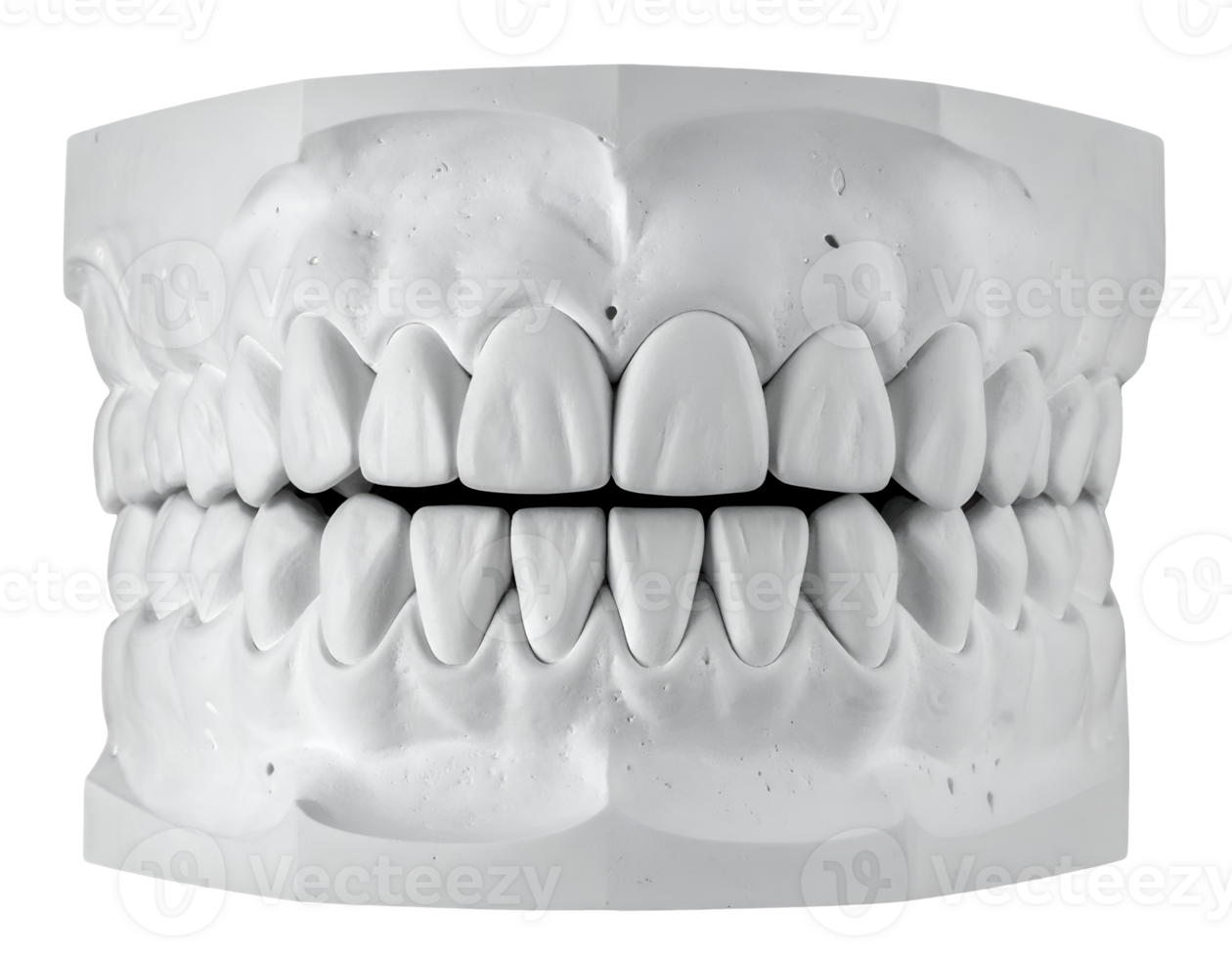realistic white anatomical human teeth sculpture in full occlusion view with isolated background for dental education and medical reference png