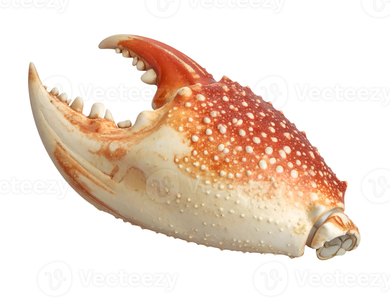 realistic crab claw isolated background with sharp white teeth and orange shell texture for seafood design and marine biology illustration png
