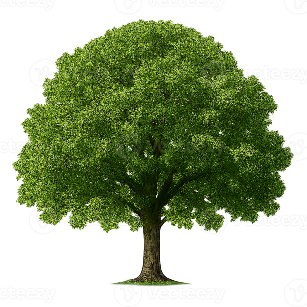 Lush green tree with wide canopy in full bloom on transparent background png