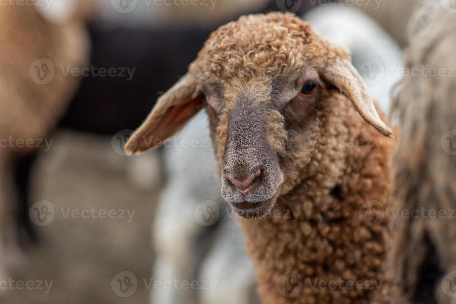 A Flock of Sheep Resting in Open Grassland photo