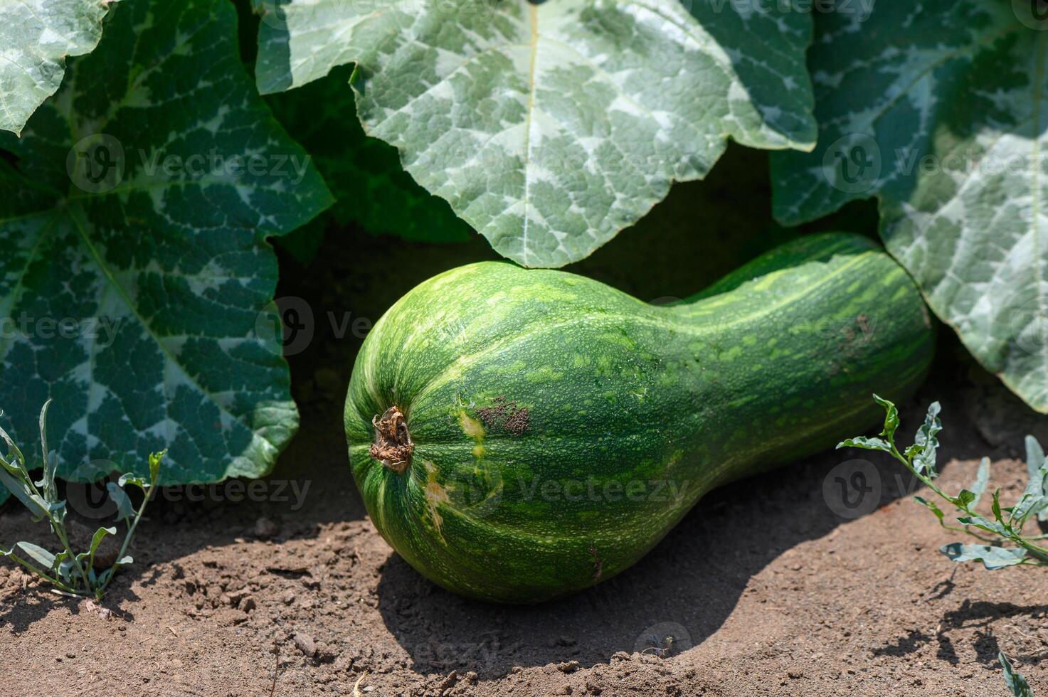 Fresh green zucchinis thriving in a well-tended farm field under the bright Mediterranean sun on Cyprus. photo