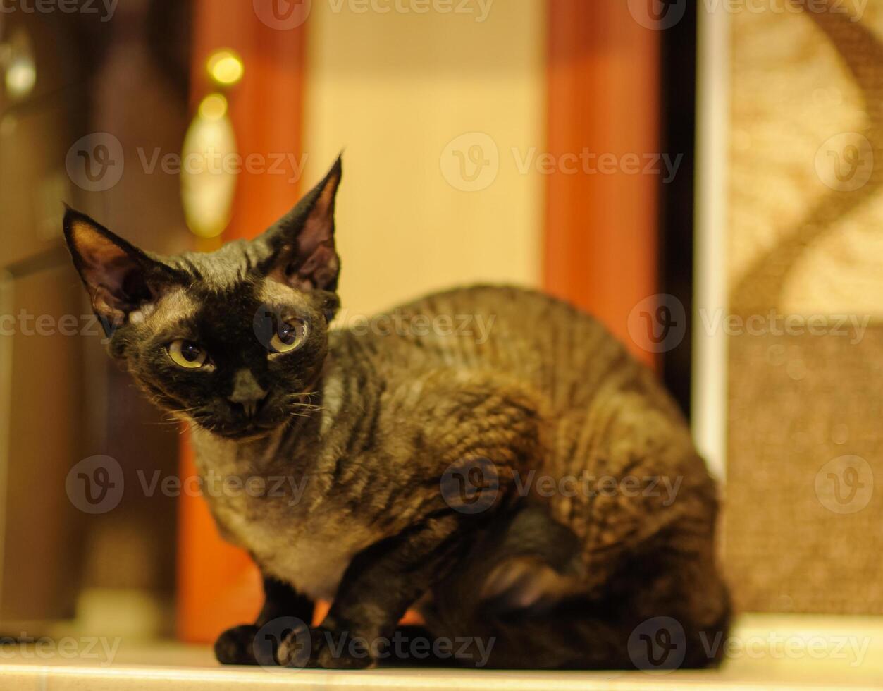 Curious Devon Rex cat with large ears sitting calmly on a modern kitchen floor. photo