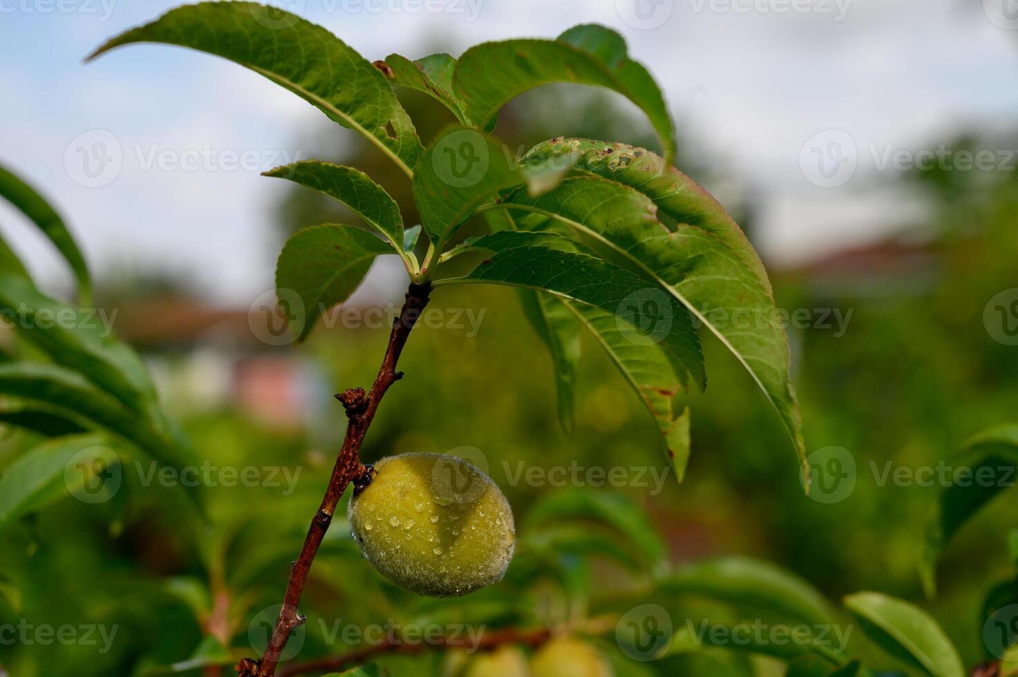 Ripening peaches on a tree branch photo