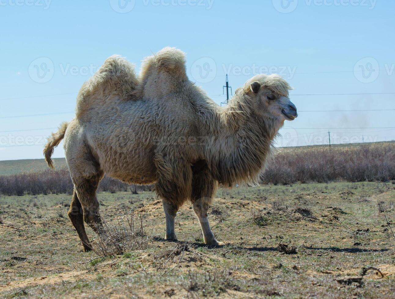 Portrait of a camel standing still in the sun-drenched steppe of southern Russia. photo