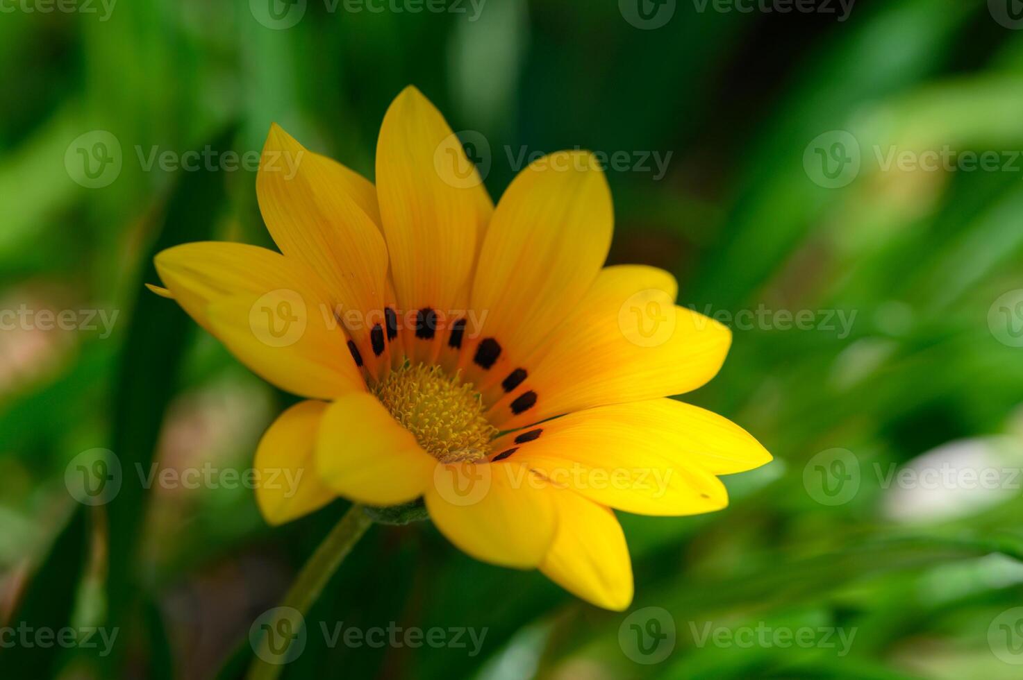 Bright Gazania Rigens Flower Blooming in Sunlight photo