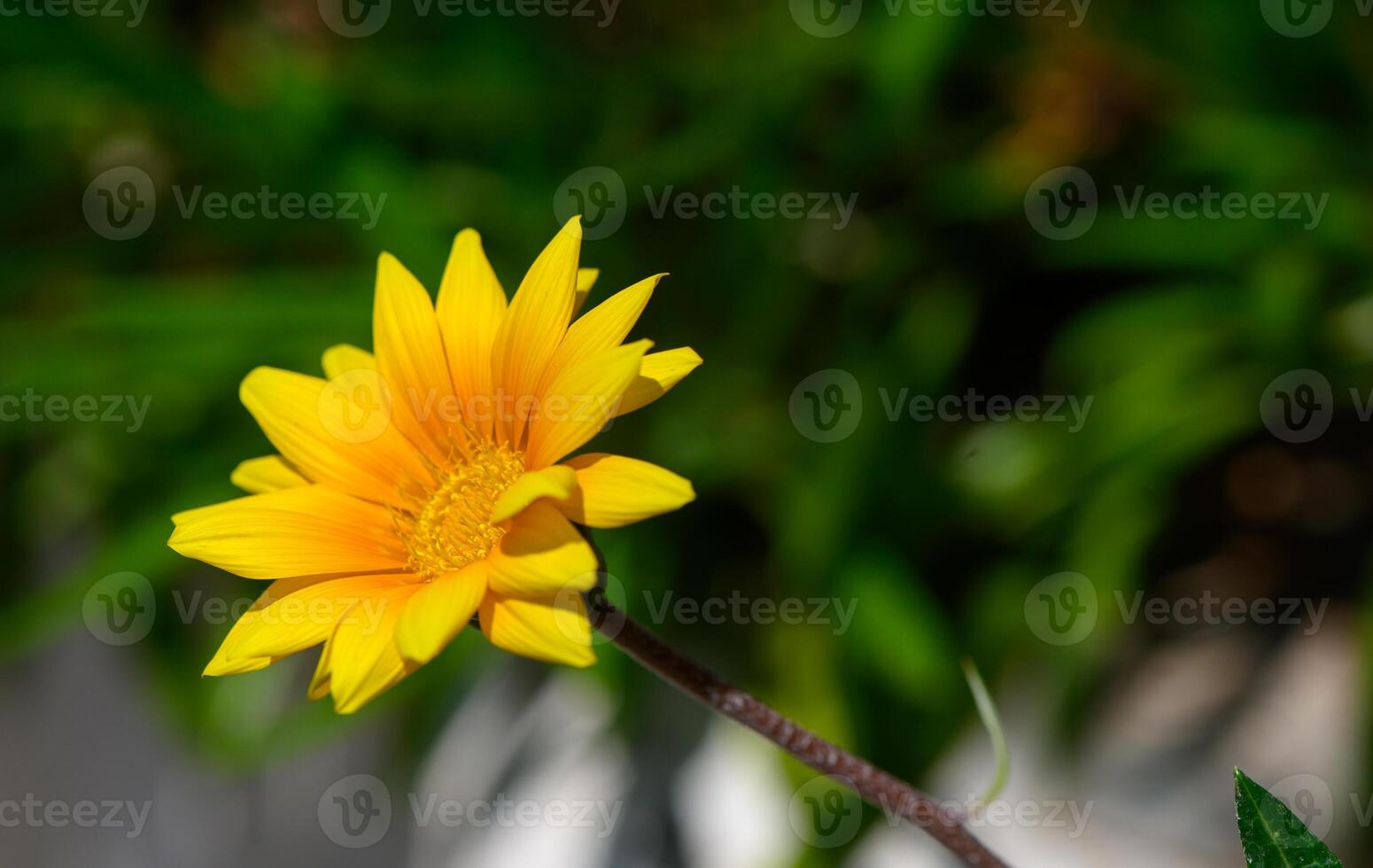 Close-up of Hardy Gazania Rigida Flower in Natural Light photo