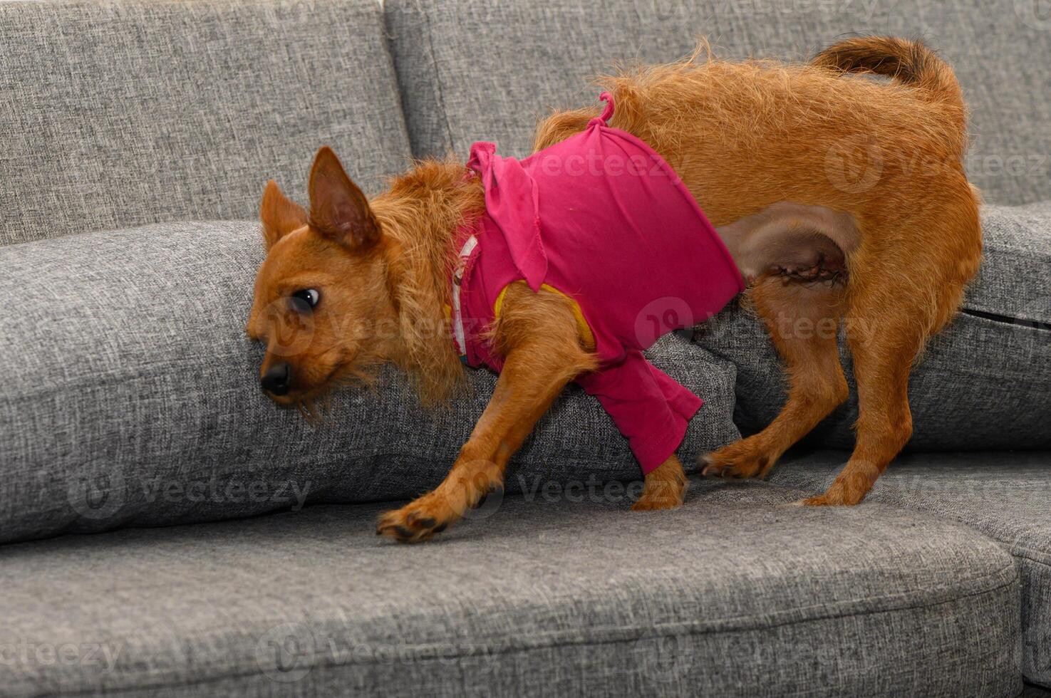 Miniature Pinscher Dog Resting After Surgery with Bandage photo