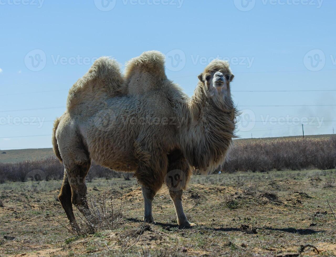 Single-humped camel standing in steppe photo