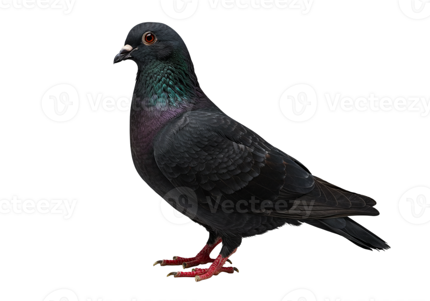 Pigeon Standing in Studio on Transparent Background with Iridescent Feathers png