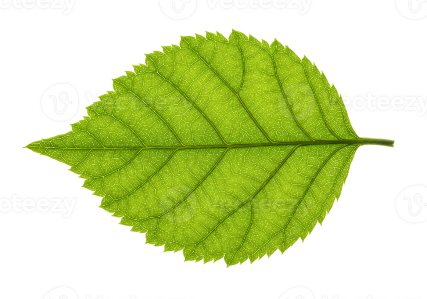 Single Green Leaf Showing Veins on Transparent Background png