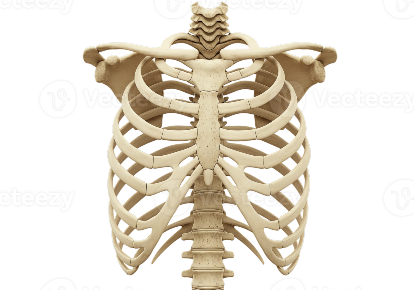 Human Ribcage Skeleton Illustration on Transparent Background png