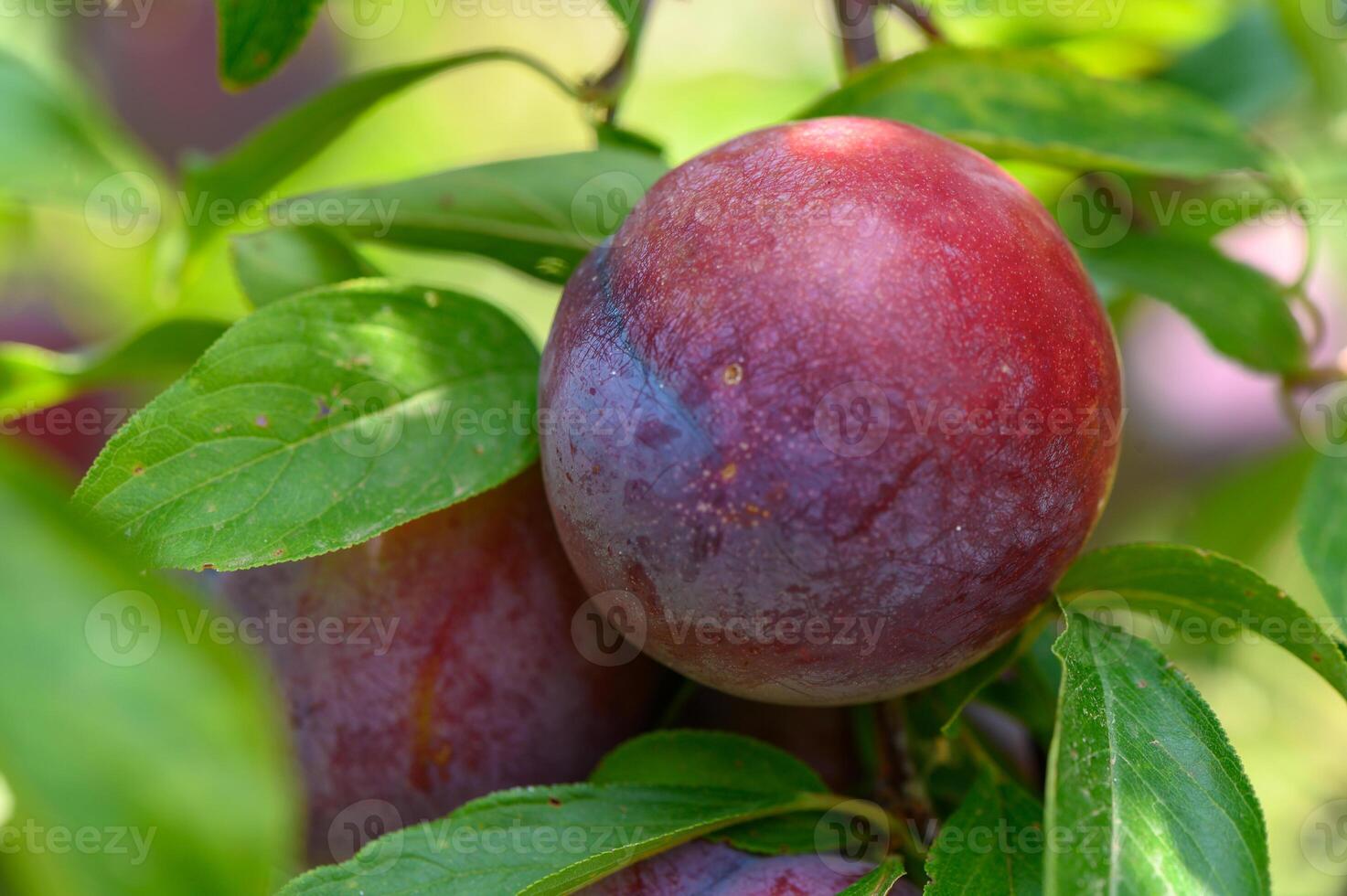 Ripe Purple Plums on Tree Branches in a Mediterranean Garden photo