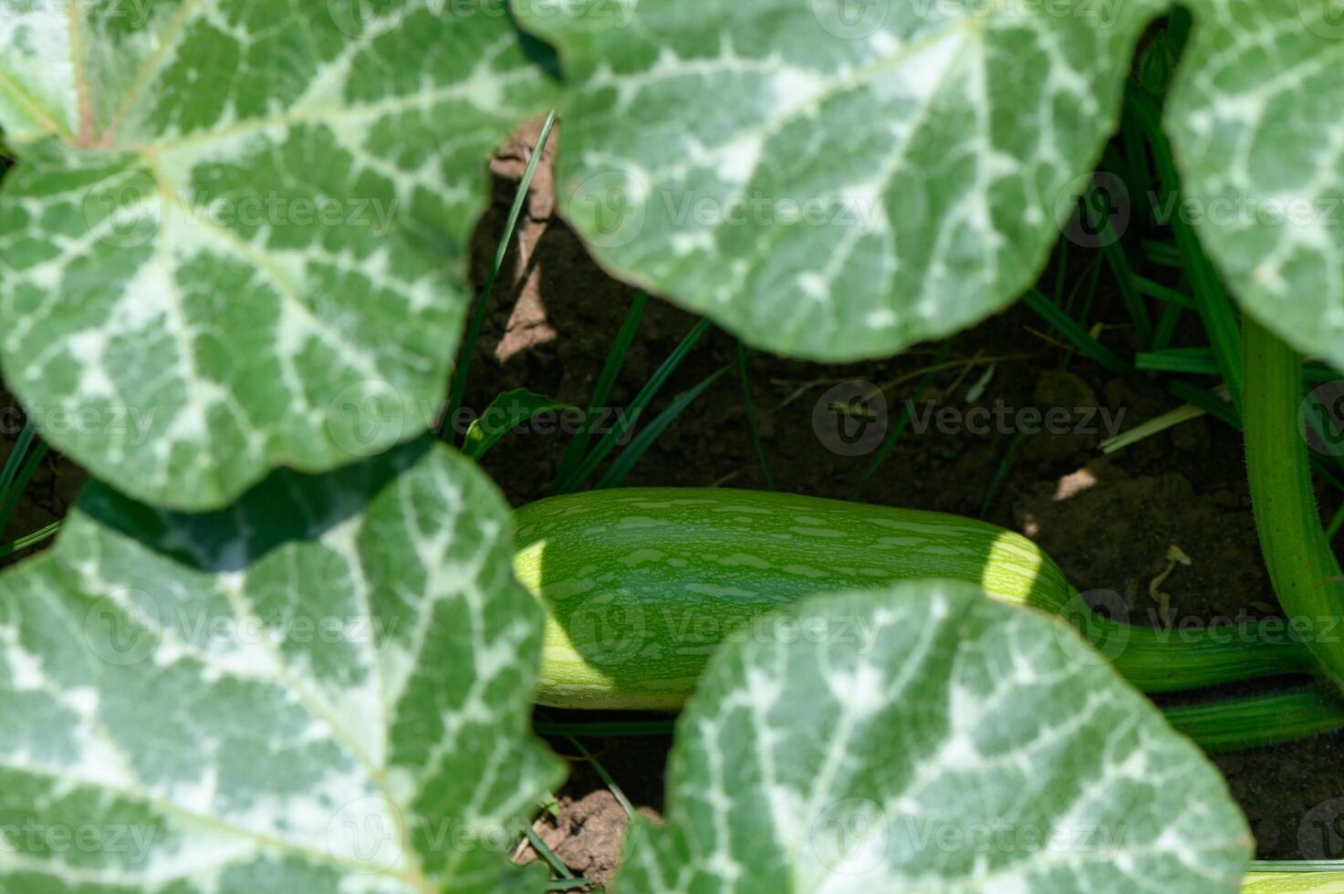 Green Zucchini Plants Growing on a Cypriot Farm Field photo