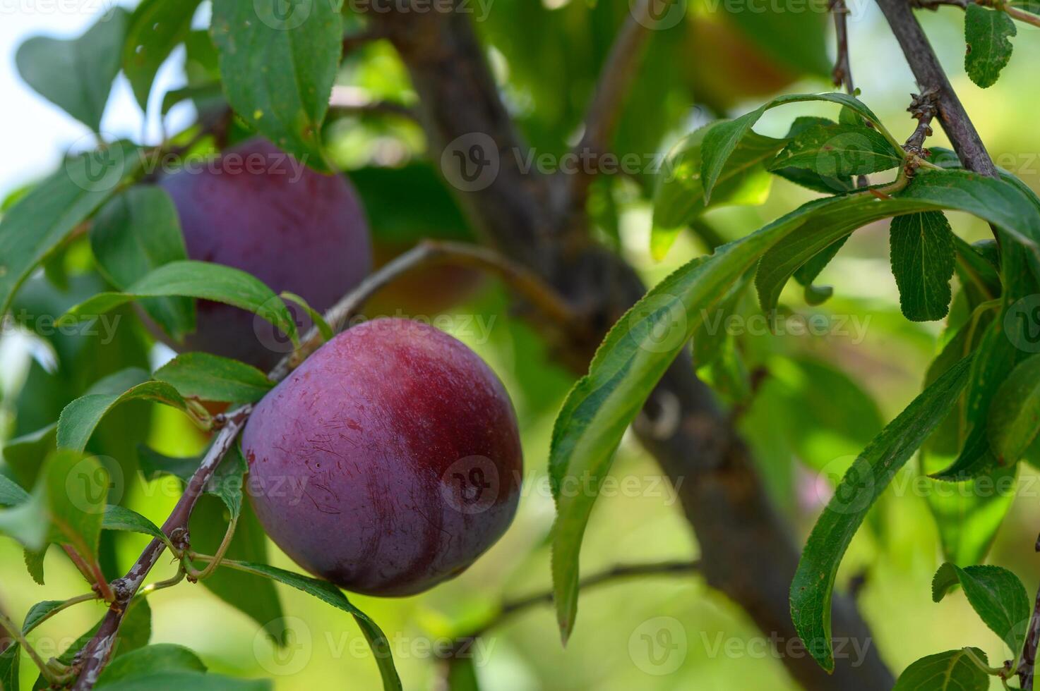 Purple plums ripening on tree branches under the sun in a Cyprus garden. photo