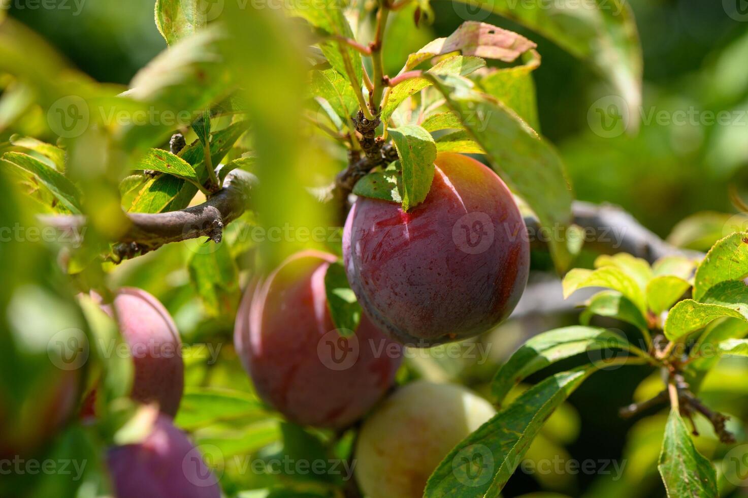 Fresh Plums Growing in a Sunlit Orchard in Cyprus photo