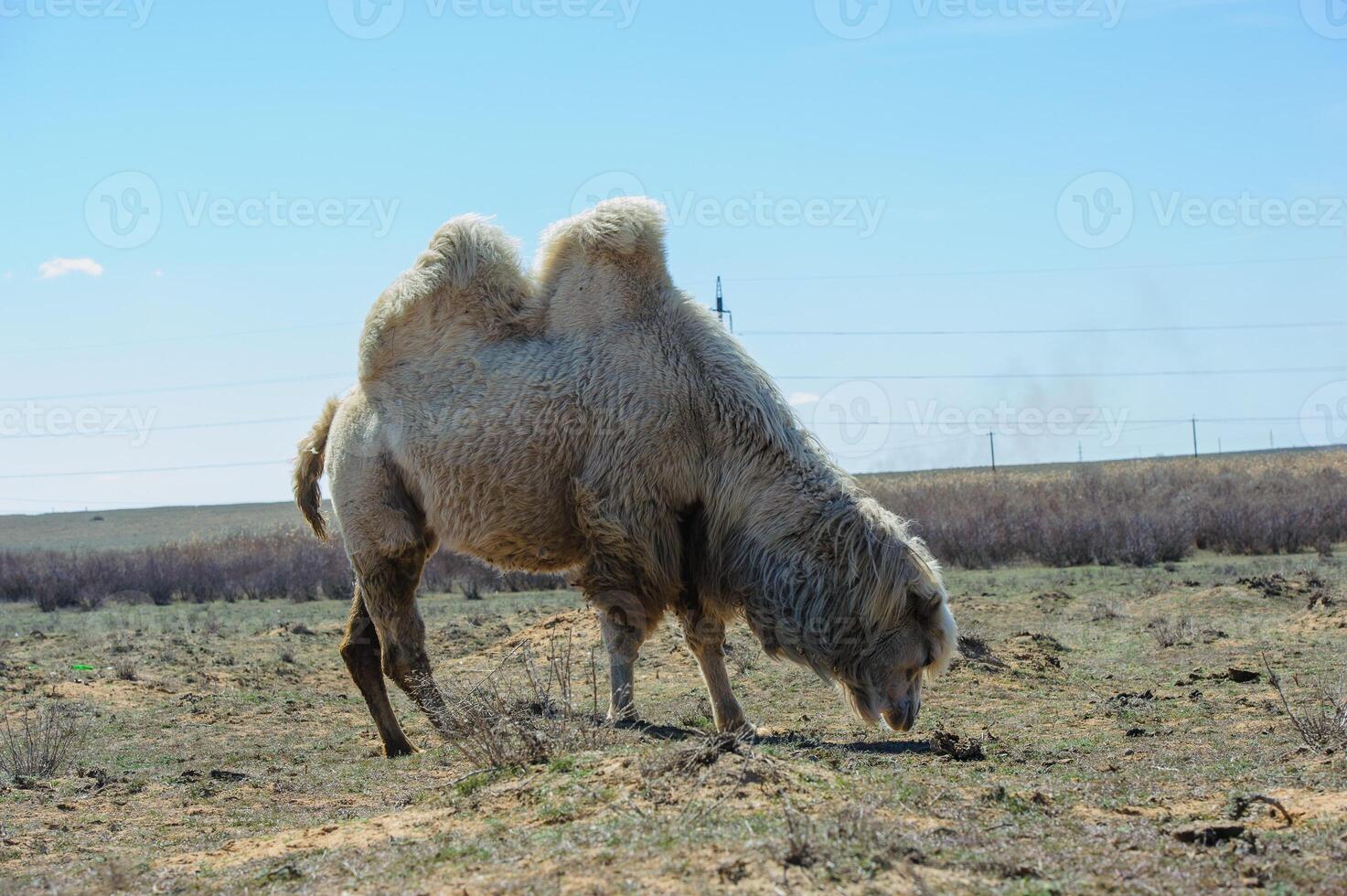 A single camel stands quietly in the wide, open steppe of southern Russia under a clear blue sky. photo