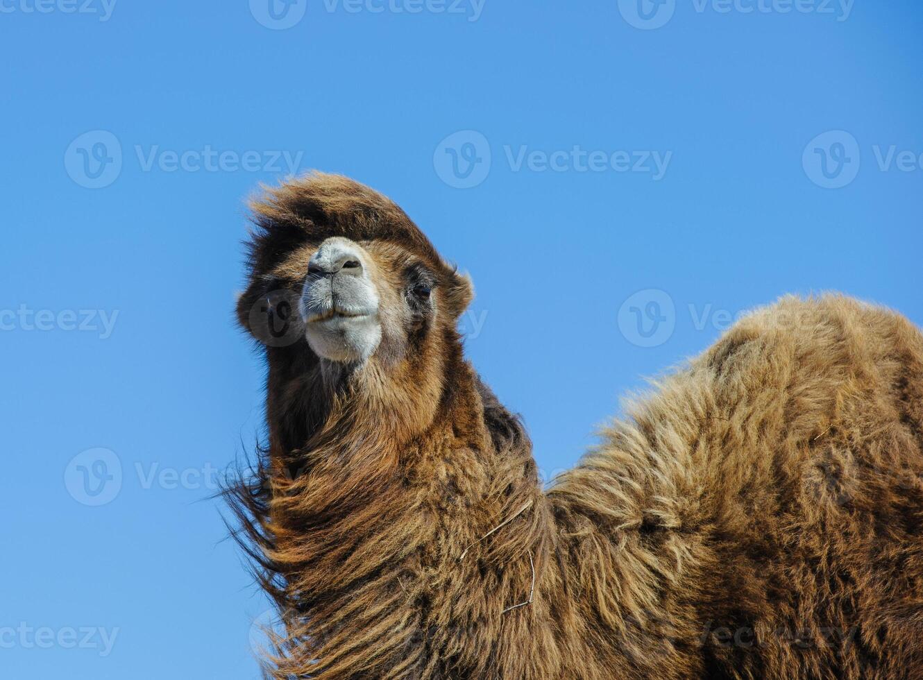 Close-up portrait of a camel face photo