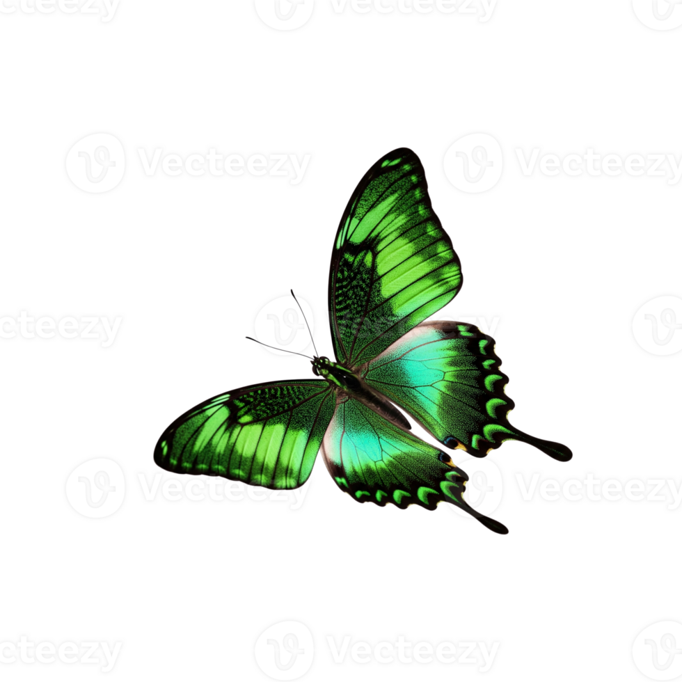 Vibrant green butterfly png