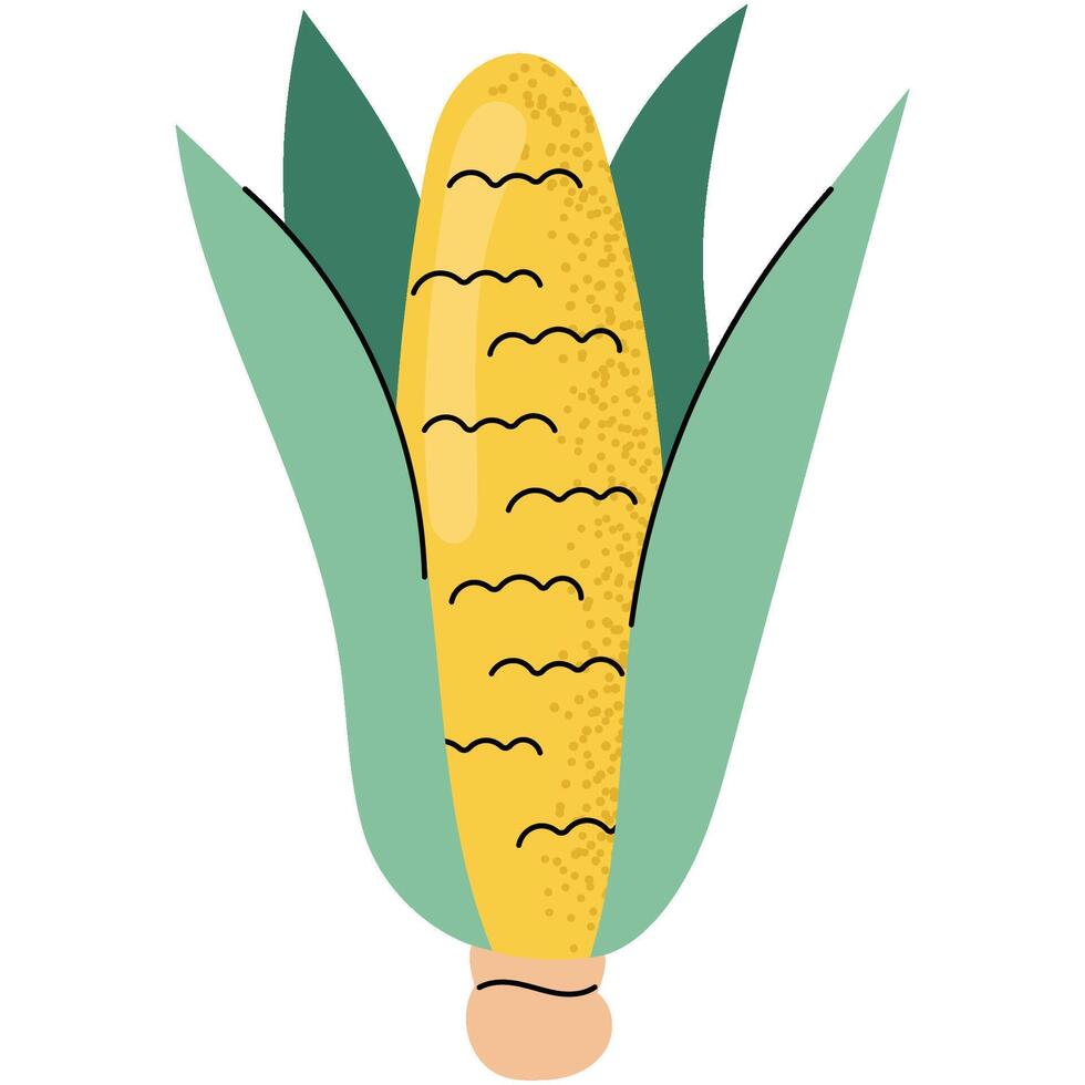 Flat illustration of an ear of corn with green husks. Perfect for summer designs, farming concepts and organic food themes. vector
