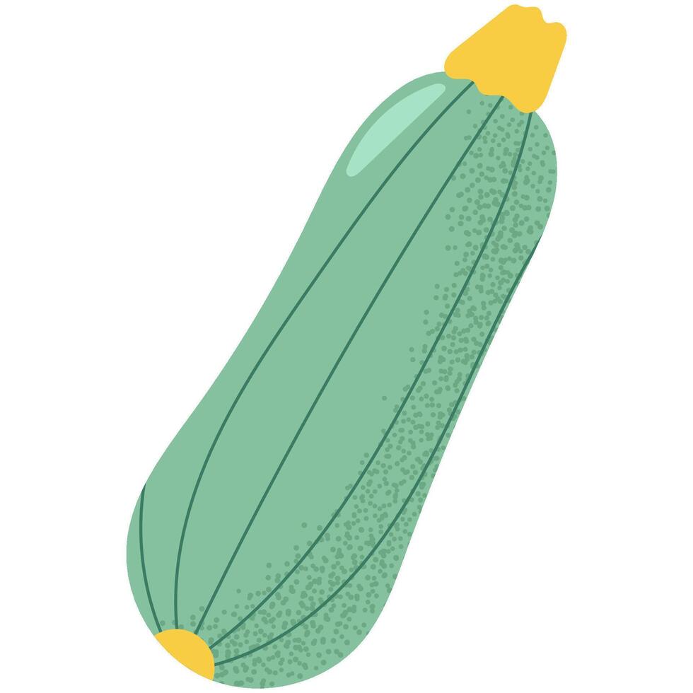 Simple flat style illustration of a green zucchini . Ideal for food projects, summer vegetables, healthy diet and organic farming concepts. vector