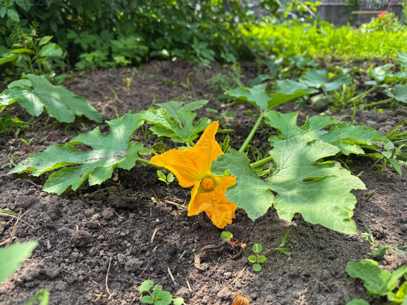 Bright squash blossom amidst lush green leaves in a garden photo