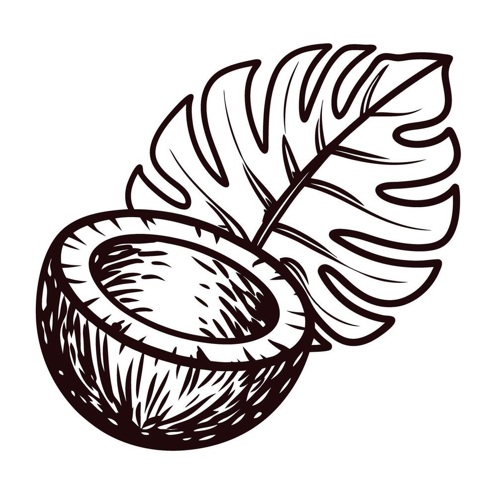 Hand drawn coconut half and tropical monstera leaf illustration in vintage engraved vector