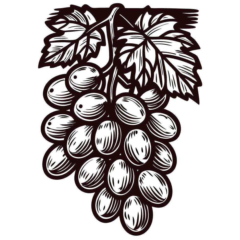 Engraved vintage illustration of grape cluster with detailed leaves and vine isolated on white background vector