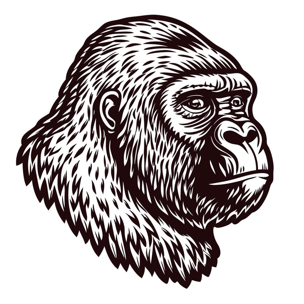Detailed black and white engraving of gorilla head with expressive eyes and thick textured fur profile vector