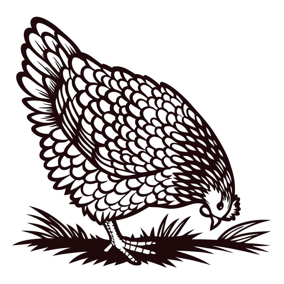 Engraved illustration of a hen foraging on grass isolated on white background vintage drawing vector