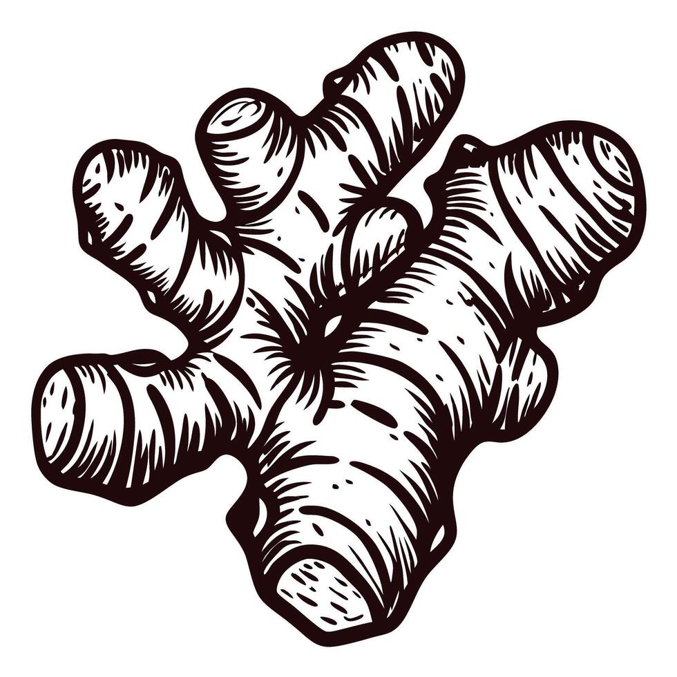 Hand drawn ginger root isolated on white background botanical vintage engraved illustration vector