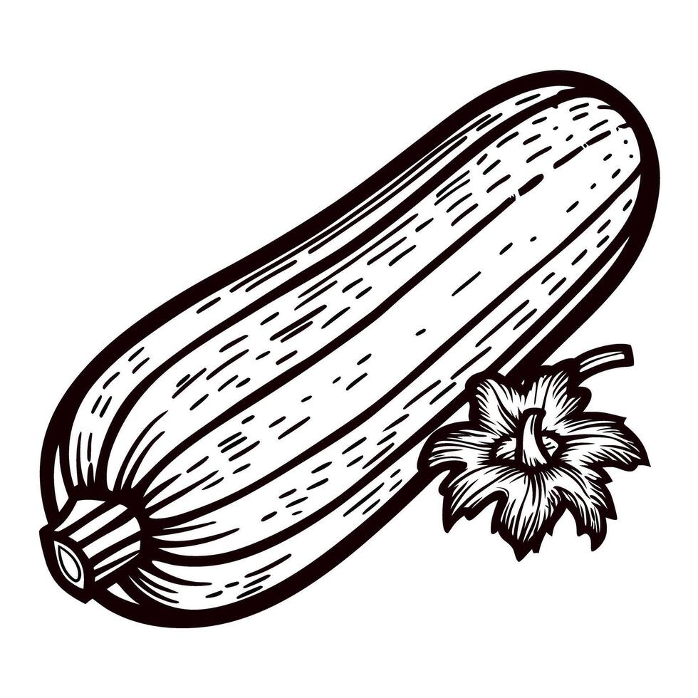 Vintage hand drawn illustration of whole zucchini squash with blossom in engraved vector