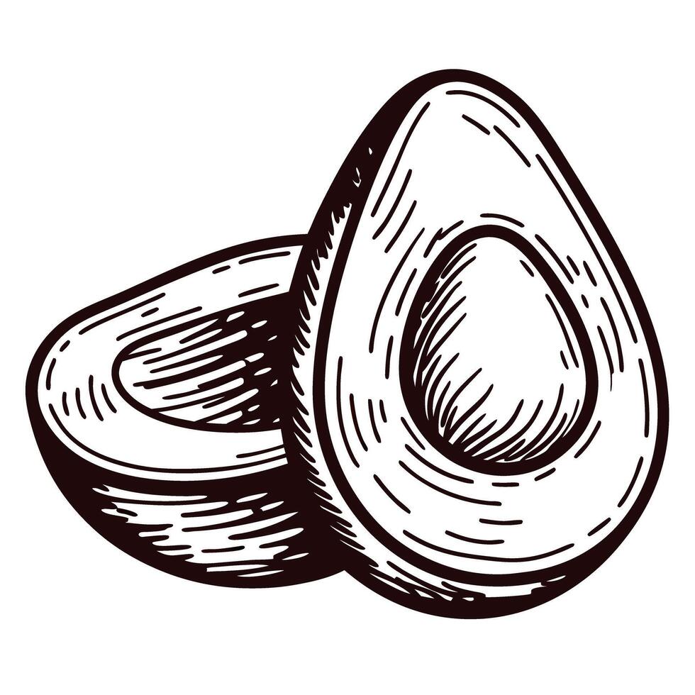 Hand drawn avocado half illustration with pit vintage engraved sketch fruit isolated on white background vector