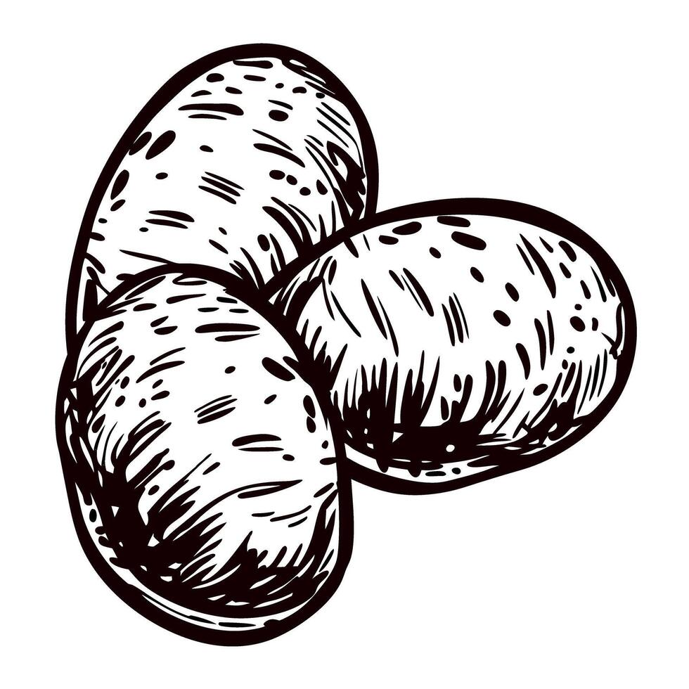 Hand drawn potatoes trio isolated on white background vintage engraved food illustration vector