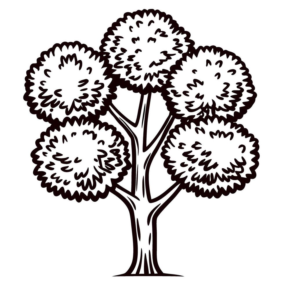 Hand drawn deciduous tree with leafy branches isolated on white background vintage engraved botanical illustration vector